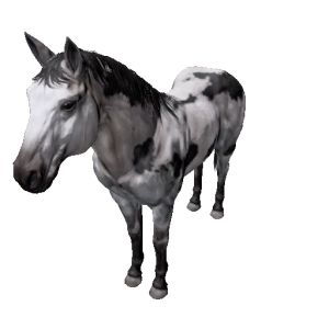 Npc stallion 13.png