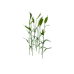 Plant wheat s0.png