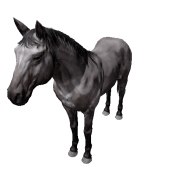 Pferd - Variant 3