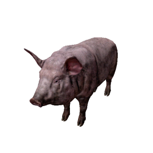 Npc pigmale 1.png