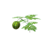Plant watermelon s2.png