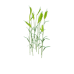 Plant wheat s1.png