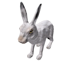 Npc hare 1.png