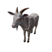 Npc billygoat 0.png