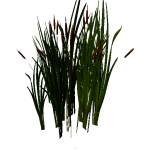Plant cattailfull.png