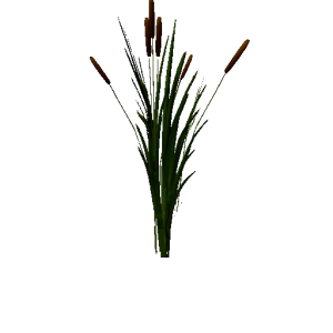 Plant cattail.png