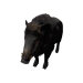Npc wildboar 0.png
