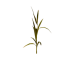 Plant corn s1.png
