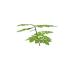 Plant watermelon s1.png