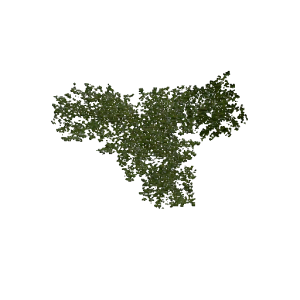 Plant duckweed4.png