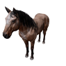 Npc stallion 0.png