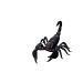 Npc scorpion 0.png
