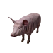 Npc pig 0.png
