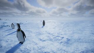 Pinguin, Biom "snow field"