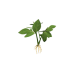 Plant potato s1.png