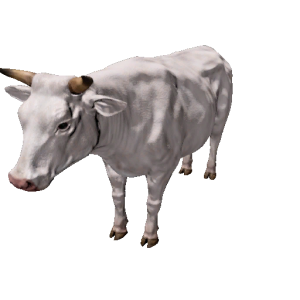 Npc cow 2.png