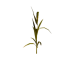 Plant corn s2.png