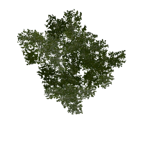Plant duckweed6.png