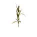 Plant corn s3.png
