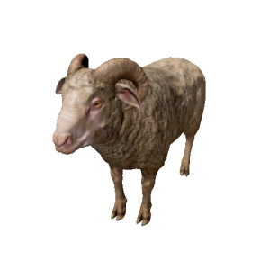 Npc ram 0.png