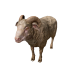 Npc ram 0.png
