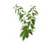 Plant chili s2.png