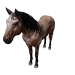 Npc horse 0.png