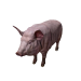 Npc pigmale 0.png