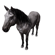 Pferd - Variant 2