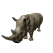 Npc rhinoceros 0.png
