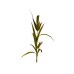 Plant corn.png