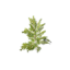 Item saplingspruce.png