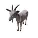 Npc goat 0.png