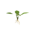 Plant potato s0.png