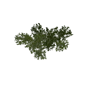 Plant duckweed3.png